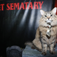 Tonic the cat on the BHFF red carpet